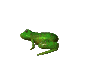 Tree Frog GIF